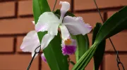 Cattleya, el emprendimiento de orquídeas que sirve como puente entre lo científico y la comunidad