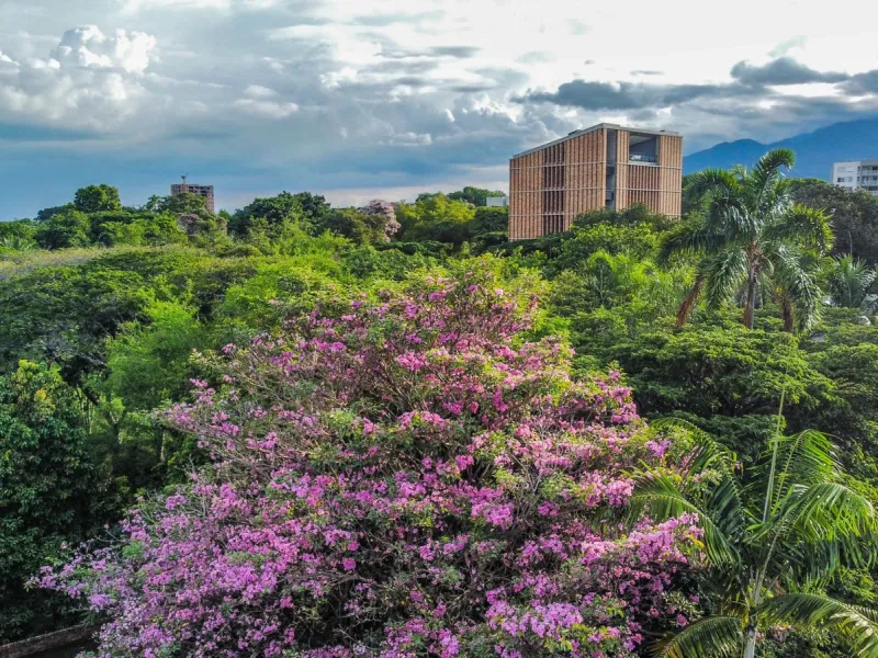 Edificio Cedro Rosado Edificio Cedro Rosado
