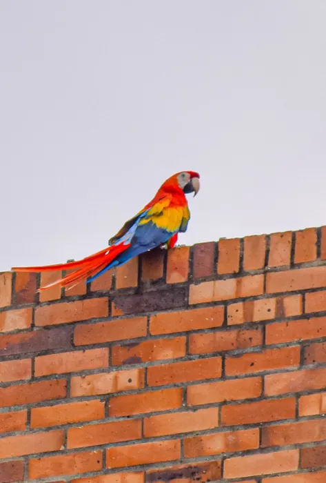 Guacamaya javeriana cali